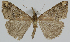  ( - BC-LPRCorse2282)  @11 [ ] Copyright (2020) Jérôme Barbut Research Collection MNHN