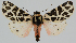  ( - BC-LPRCorse2285)  @11 [ ] Copyright (2020) Jérôme Barbut Research Collection MNHN
