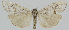  ( - BC-LPRCorse2287)  @11 [ ] Copyright (2020) Jérôme Barbut Research Collection MNHN