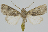  ( - BC-LPRCorse2297)  @11 [ ] Copyright (2020) Jérôme Barbut Research Collection MNHN