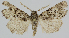  ( - BC-LPRCorse2300)  @11 [ ] Copyright (2020) Jérôme Barbut Research Collection MNHN