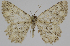 ( - BC-LPRCorse2306)  @11 [ ] Copyright (2020) Jérôme Barbut Research Collection MNHN