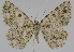  ( - BC-LPRCorse2307)  @11 [ ] Copyright (2020) Jérôme Barbut Research Collection MNHN