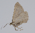  ( - BC-LPRCorse2309)  @11 [ ] Copyright (2020) Jérôme Barbut Research Collection MNHN