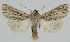  ( - BC-LPRCorse2341)  @11 [ ] Copyright (2020) Jérôme Barbut Research Collection MNHN