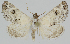 ( - BC-LPRCorse2342)  @11 [ ] Copyright (2020) Jérôme Barbut Research Collection MNHN