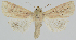  ( - BC-LPRCorse2350)  @11 [ ] Copyright (2020) Jérôme Barbut Research Collection MNHN