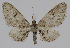  ( - BC-LPRCorse2363)  @11 [ ] Copyright (2020) Jérôme Barbut Research Collection MNHN