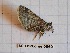  ( - BC-LPRCorse0560)  @11 [ ] Copyright (2019) Rodolphe Rougerie Museum national d'Histoire naturelle, Paris