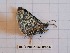  ( - BC-LPRCorse0564)  @11 [ ] Copyright (2019) Rodolphe Rougerie Museum national d'Histoire naturelle, Paris