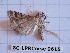  ( - BC-LPRCorse0615)  @11 [ ] Copyright (2019) Rodolphe Rougerie Museum national d'Histoire naturelle, Paris