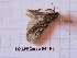 (Agrotis clavis - BC-LPRCorse0649)  @11 [ ] Copyright (2019) Rodolphe Rougerie Museum national d'Histoire naturelle, Paris