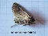  ( - BC-LPRCorse0659)  @11 [ ] Copyright (2019) Rodolphe Rougerie Museum national d'Histoire naturelle, Paris