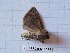  (Agrotis exclamationis - BC-LPRCorse0677)  @12 [ ] Copyright (2019) Rodolphe Rougerie Museum national d'Histoire naturelle, Paris