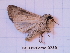  ( - BC-LPRCorse0739)  @11 [ ] Copyright (2019) Jérôme Barbut Museum national d'Histoire naturelle, Paris