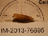  (Cochlodina triloba - MNHN-IM-2013-76695)  @11 [ ] Copyright (2021) Olivier Gargominy Museum national d'Histoire naturelle