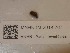  ( - MNHN-IM-2018-767)  @11 [ ] Copyright (2019) Olivier Gargominy Museum national d'Histoire naturelle, Paris