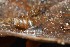  ( - MNHN-IM-2018-784)  @11 [ ] Copyright (2019) Olivier Gargominy Museum national d'Histoire naturelle, Paris