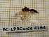  ( - BC-LPRCorse 4164)  @11 [ ] Copyright (2019) Rodolphe Rougerie Research Collection of Rodolphe Rougerie