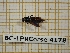 ( - BC-LPRCorse 4178)  @11 [ ] Copyright (2019) Rodolphe Rougerie Research Collection of Rodolphe Rougerie