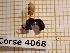  ( - BC-LPRCorse 4068)  @11 [ ] Copyright (2019) Rodolphe Rougerie Research Collection of Rodolphe Rougerie
