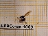  ( - BC-LPRCorse 4069)  @11 [ ] Copyright (2019) Rodolphe Rougerie Research Collection of Rodolphe Rougerie