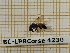  ( - BC-LPRCorse 4230)  @11 [ ] Copyright (2019) Rodolphe Rougerie Research Collection of Rodolphe Rougerie