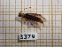  ( - BC-LPRCorse3379)  @11 [ ] Copyright (2019) Rodolphe Rougerie Museum national d'Histoire naturelle, Paris