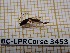  ( - BC-LPRCorse3453)  @11 [ ] Copyright (2019) Rodolphe Rougerie Museum national d'Histoire naturelle, Paris