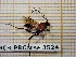  ( - BC-LPRCorse3524)  @12 [ ] Copyright (2019) Rodolphe Rougerie Museum national d'Histoire naturelle, Paris