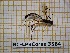  ( - BC-LPRCorse3584)  @11 [ ] Copyright (2019) Rodolphe Rougerie Museum national d'Histoire naturelle, Paris