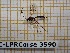  ( - BC-LPRCorse3590)  @12 [ ] Copyright (2019) Rodolphe Rougerie Museum national d'Histoire naturelle, Paris
