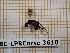  ( - BC-LPRCorse3610)  @11 [ ] Copyright (2019) Rodolphe Rougerie Museum national d'Histoire naturelle, Paris