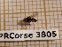  ( - BC-LPRCorse 3805)  @11 [ ] Copyright (2019) Rodolphe Rougerie Research Collection of Rodolphe Rougerie
