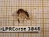  ( - BC-LPRCorse 3846)  @11 [ ] Copyright (2019) Rodolphe Rougerie Research Collection of Rodolphe Rougerie