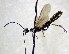  (Calameuta haemorrhoidalis - BC-LPRCorse0201)  @11 [ ] Copyright (2019) Claire Villemant Museum national d'Histoire naturelle, Paris