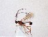  (Megastylus pectoralis - BC-LPRCorse0245)  @11 [ ] Copyright (2019) Claire Villemant Museum national d'Histoire naturelle, Paris