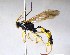  ( - BC-LPRCorse2123)  @11 [ ] Copyright (2019) Claire Villemant Museum national d'Histoire naturelle, Paris