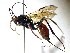  ( - BC-LPRCorse2153)  @11 [ ] Copyright (2019) Claire Villemant Museum national d'Histoire naturelle, Paris