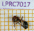  ( - LPRC7017)  @12 [ ] Copyright (2020) Quentin Rome Museum national d'Histoire naturelle