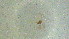  ( - BC-CVHYM0005)  @11 [ ] CC-By (2023) Rodolphe Rougerie MNHN
