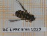  ( - BC-LPRCorse1829)  @11 [ ] Copyright (2020) Thomas Lebard Unspecified
