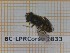  ( - BC-LPRCorse1833)  @11 [ ] Copyright (2020) Thomas Lebard Unspecified