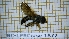  ( - BC-LPRCorse1877)  @11 [ ] Copyright (2020) Thomas Lebard Unspecified