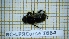  ( - BC-LPRCorse1884)  @11 [ ] Copyright (2020) Thomas Lebard Unspecified