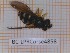  ( - BC-LPRCorse4858)  @11 [ ] by-sa - Creative Commons - Attribution Share-Alike (2032) Rodolphe Rougerie Museum national d'Histoire naturelle