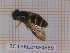 ( - BC-LPRCorse4859)  @11 [ ] by-sa - Creative Commons - Attribution Share-Alike (2033) Rodolphe Rougerie Museum national d'Histoire naturelle