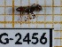  (Camponotus pittieri - BC-LPRIG-2456)  @11 [ ] CC-By (2025) Rodolphe Rougerie MNHN