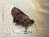  (Polygonus savigny punctus - BC-LPRIG-1808)  @11 [ ] CC-By (2025) Rodolphe Rougerie MNHN