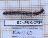  ( - BC-LPRIG-0989)  @11 [ ] CC-By (2025) Rodolphe Rougerie MNHN
